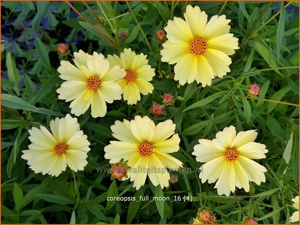 Coreopsis 'Full Moon' | Meisjesogen | Mädchenauge