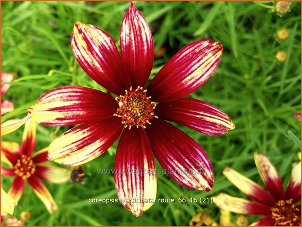 Coreopsis verticillata 'Route 66' | Meisjesogen | Quirlblättriges Mädchenauge