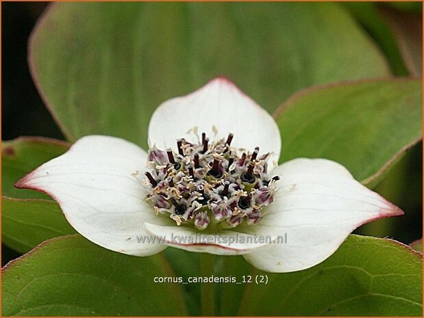 Cornus canadensis | Canadese kornoelje | Kissen-Hartriegel