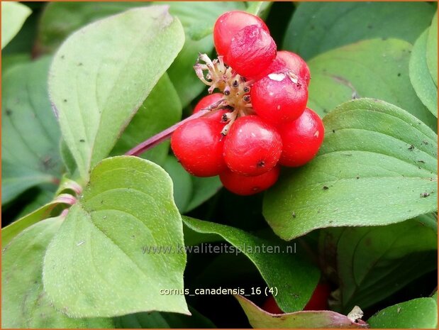 Cornus canadensis | Canadese kornoelje | Kissen-Hartriegel