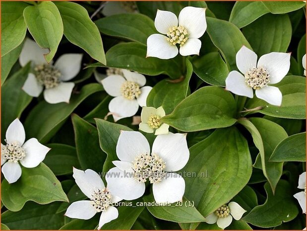 Cornus canadensis | Canadese kornoelje | Kissen-Hartriegel