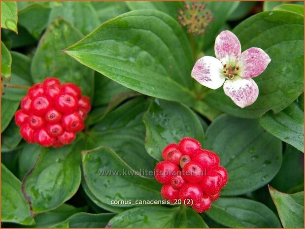 Cornus canadensis | Canadese kornoelje | Kissen-Hartriegel