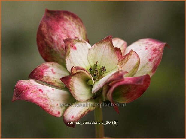 Cornus canadensis | Canadese kornoelje | Kissen-Hartriegel