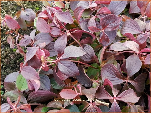 Cornus canadensis | Canadese kornoelje | Kissen-Hartriegel