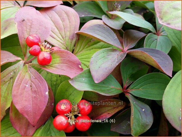 Cornus canadensis | Canadese kornoelje | Kissen-Hartriegel