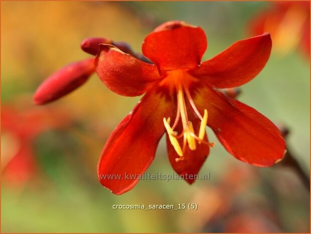 Crocosmia 'Saracen' | Montbretia | Montbretie