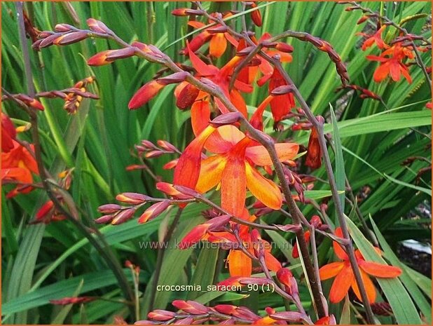 Crocosmia 'Saracen' | Montbretia | Montbretie