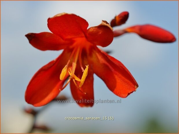 Crocosmia 'Saracen' | Montbretia | Montbretie