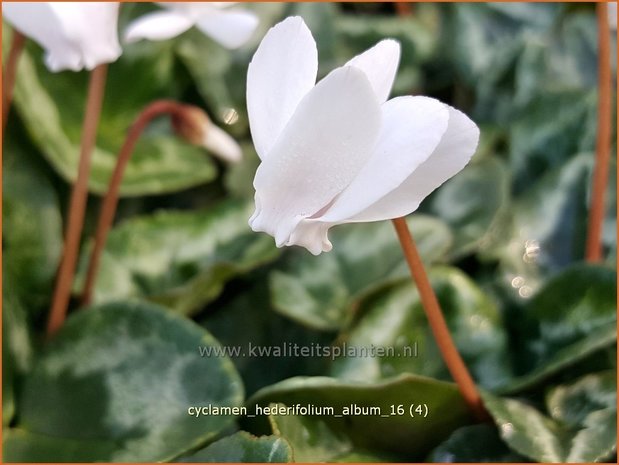 Cyclamen hederifolium 'Album' | Napolitaanse cyclaam, Cyclaam, Alpenviooltje, Tuincyclaam | Herbst-Alpenveilchen