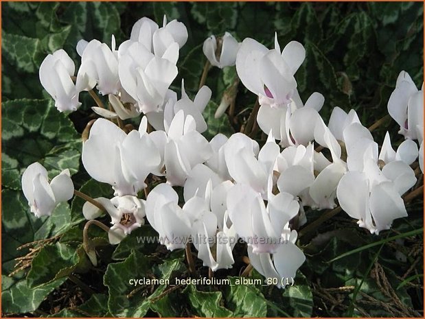 Cyclamen hederifolium 'Album' | Napolitaanse cyclaam, Cyclaam, Alpenviooltje, Tuincyclaam | Herbst-Alpenveilchen