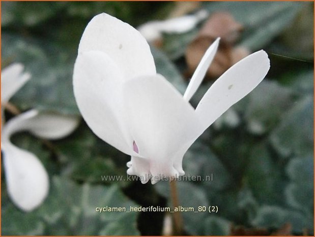 Cyclamen hederifolium 'Album' | Napolitaanse cyclaam, Cyclaam, Alpenviooltje, Tuincyclaam | Herbst-Alpenveilchen