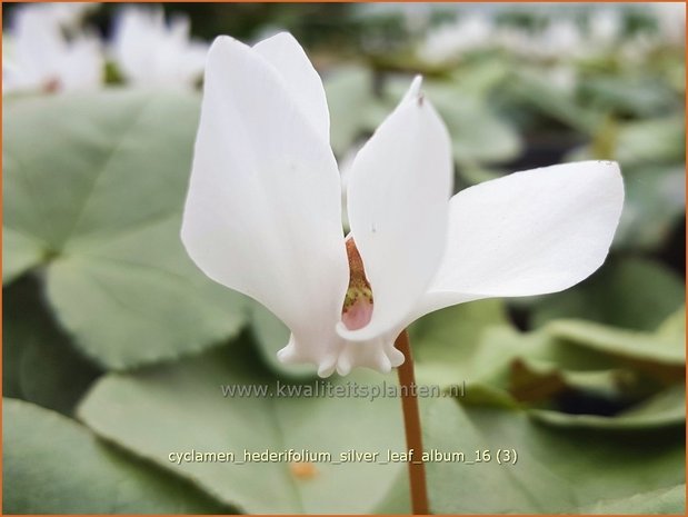 Cyclamen hederifolium 'Silver Leaf Album' | Napolitaanse cyclaam, Cyclaam, Alpenviooltje, Tuincyclaam | Herbst-Alpenv