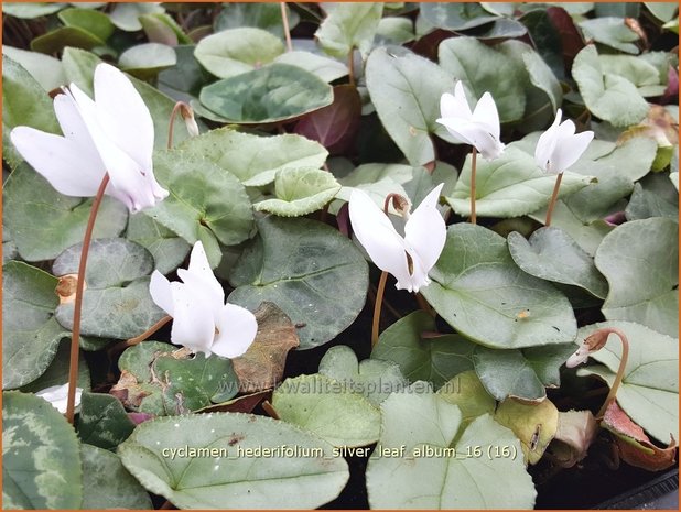 Cyclamen hederifolium 'Silver Leaf Album' | Napolitaanse cyclaam, Cyclaam, Alpenviooltje, Tuincyclaam | Herbst-Alpenv