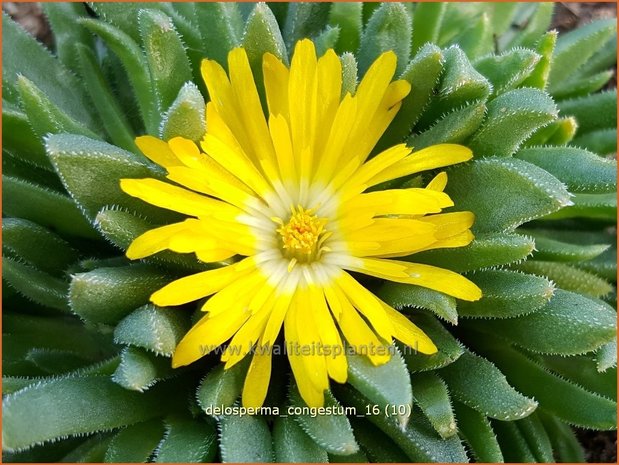 Delosperma congestum | IJsbloempje, IJsplant | Gedrängte Mittagsblume