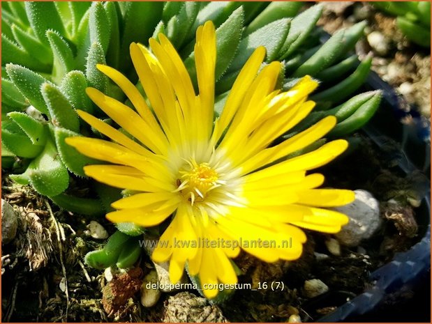 Delosperma congestum | IJsbloempje, IJsplant | Gedrängte Mittagsblume