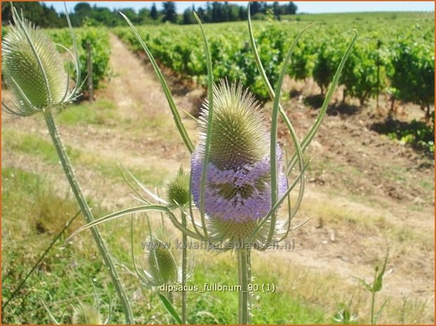 Dipsacus fullonum | Kaardebol, Weverskaarde | Wilde Karde