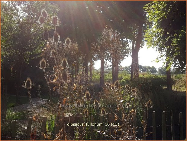 Dipsacus fullonum | Kaardebol, Weverskaarde | Wilde Karde