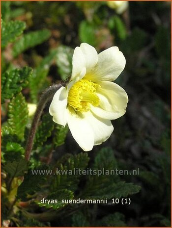 Dryas suendermannii | Zilverkruid | Sündermanns Silberwurz