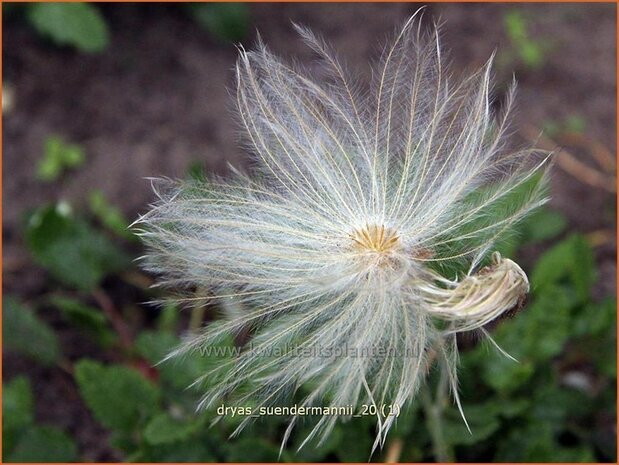 Dryas suendermannii | Zilverkruid | Sündermanns Silberwurz