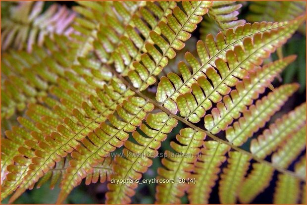 Dryopteris erythrosora | Rode sluiervaren, Herfstvaren | Rotschleierfarn