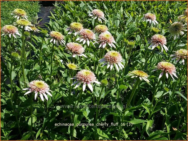 Echinacea purpurea 'Cherry Fluff' | Zonnehoed | Roter Sonnenhut