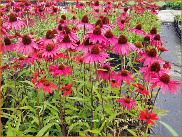 Echinacea purpurea 'Glowing Dream' | Zonnehoed | Roter Sonnenhut