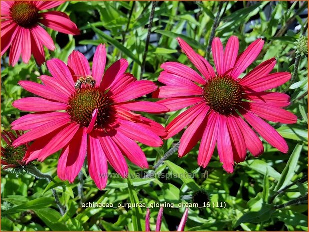 Echinacea purpurea 'Glowing Dream' | Zonnehoed | Roter Sonnenhut