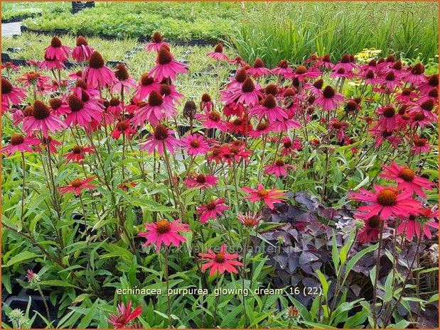 Echinacea purpurea 'Glowing Dream' | Zonnehoed | Roter Sonnenhut