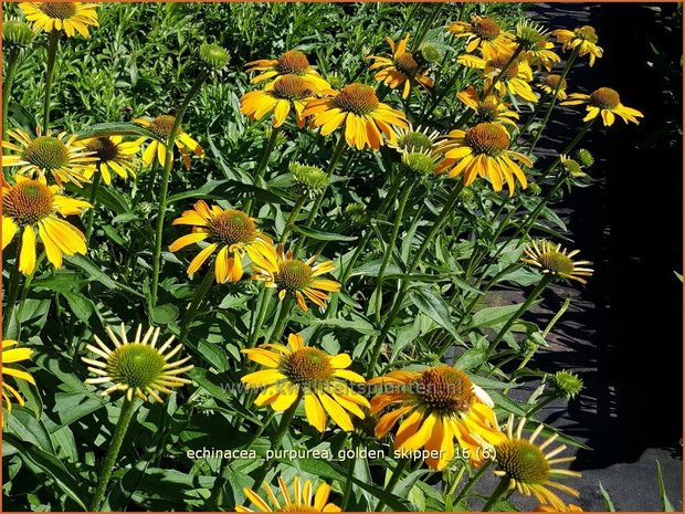 Echinacea purpurea 'Golden Skipper' | Zonnehoed | Roter Sonnenhut