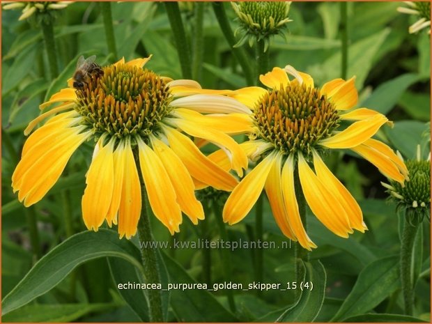 Echinacea purpurea 'Golden Skipper' | Zonnehoed | Roter Sonnenhut