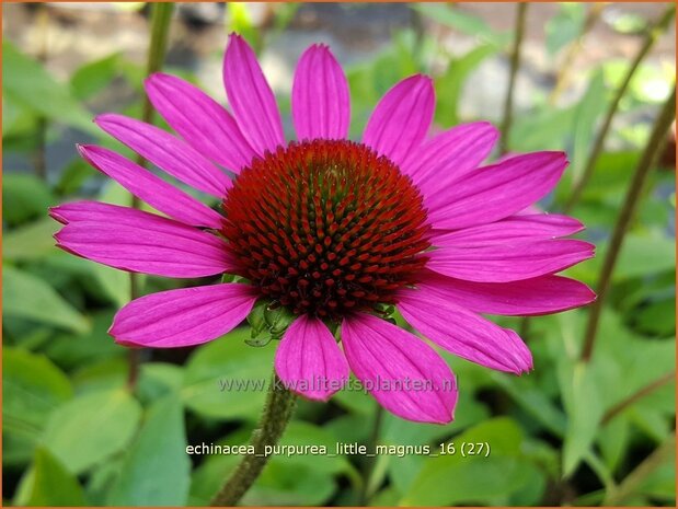 Echinacea purpurea 'Little Magnus' | Zonnehoed | Roter Sonnenhut