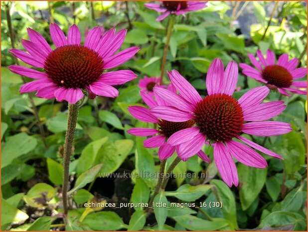 Echinacea purpurea 'Little Magnus' | Zonnehoed | Roter Sonnenhut