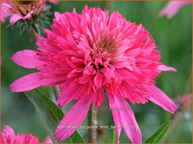 Echinacea purpurea 'Mini Belle' | Zonnehoed | Roter Sonnenhut