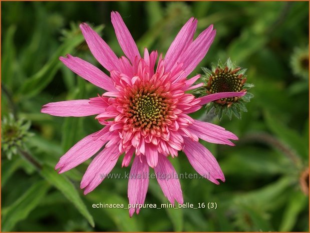 Echinacea purpurea 'Mini Belle' | Zonnehoed | Roter Sonnenhut