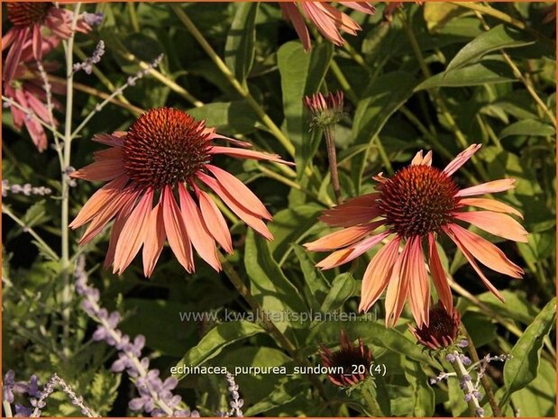 Echinacea purpurea 'Sundown' | Zonnehoed | Roter Sonnenhut