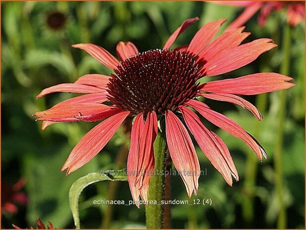 Echinacea purpurea 'Sundown' | Zonnehoed | Roter Sonnenhut