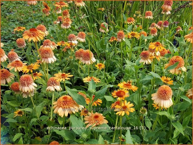 Echinacea purpurea 'Supreme Cantaloupe' | Zonnehoed | Roter Sonnenhut