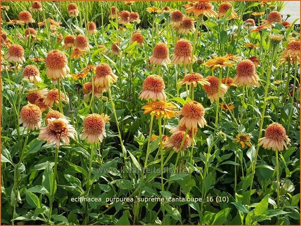 Echinacea purpurea 'Supreme Cantaloupe' | Zonnehoed | Roter Sonnenhut