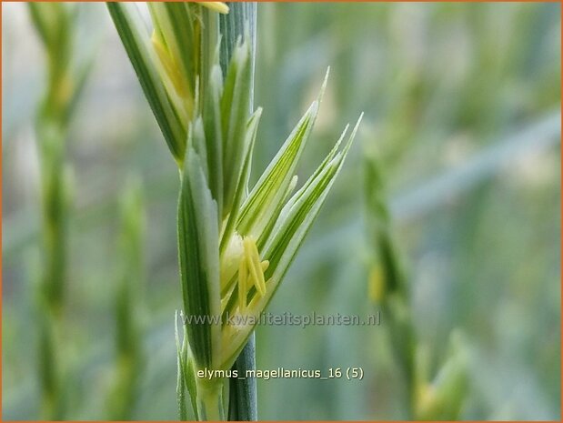 Elymus magellanicus | Hondstarwegras | Magellangras