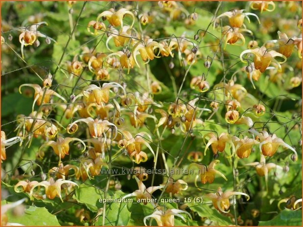 Epimedium 'Amber Queen' | Elfenbloem | Elfenblume