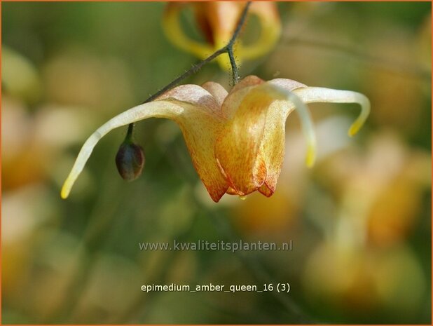 Epimedium 'Amber Queen' | Elfenbloem | Elfenblume