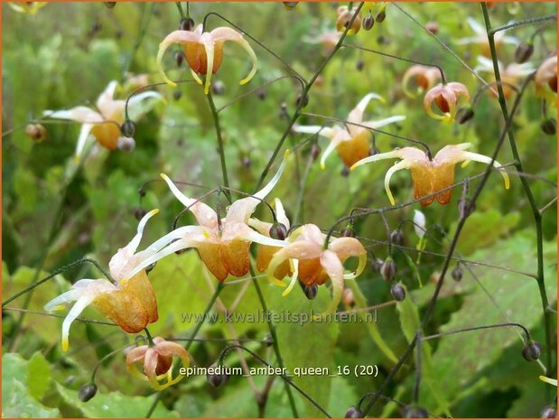 Epimedium 'Amber Queen' | Elfenbloem | Elfenblume