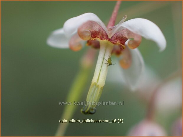 Epimedium dolichostemon | Elfenbloem | Staubblättrige Elfenblume