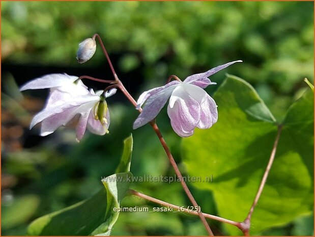 Epimedium 'Sasaki' | Elfenbloem | Elfenblume