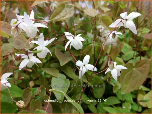 Epimedium youngianum 'Niveum' | Elfenbloem | Zierliche Garten-Elfenblume