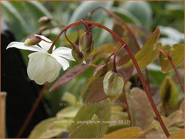 Epimedium youngianum 'Niveum' | Elfenbloem | Zierliche Garten-Elfenblume