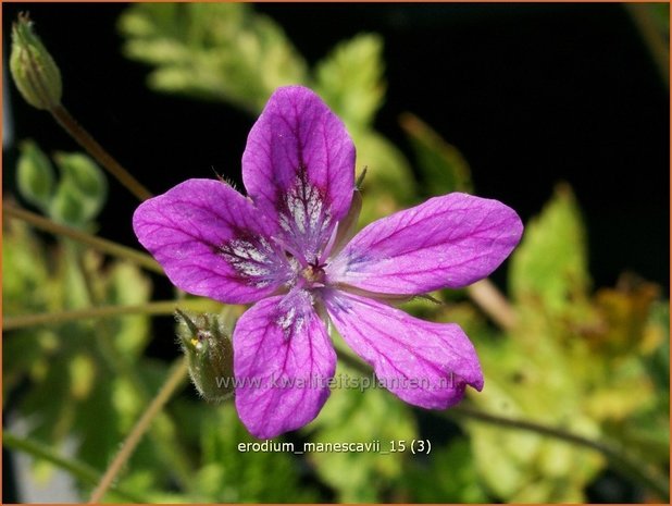 Erodium manescavii | Reigersbek | Pyrenäen Reiherschnabel