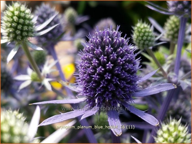 Eryngium planum 'Blue Hobbit' | Blauwe distel, Kruisdistel | Flachblättriger Mannstreu