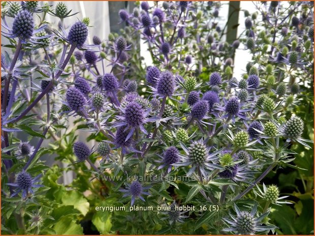 Eryngium planum 'Blue Hobbit' | Blauwe distel, Kruisdistel | Flachblättriger Mannstreu