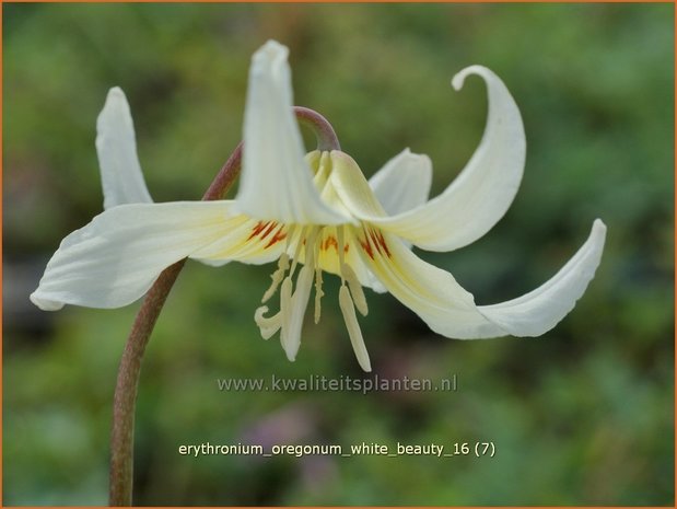 Erythronium oregonum 'White Beauty' | Hondstand | Oregon-Hundszahn